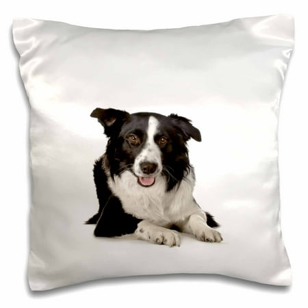 - 3dRose Border Collie, Pillow Case, 16 by 16-inch