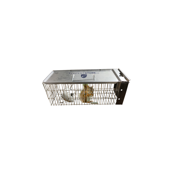 ECOPEST Piège Professionnel à une Porte pour Tamias, Écureuils, Rats et Belettes