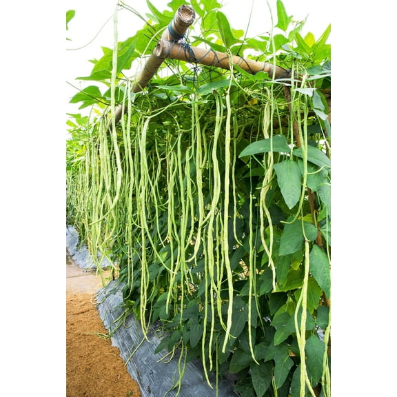 100 Seeds LADY COWPEA Cow Pea Southern Pea Vigna Unguiculata Legume White Lady Finger Bean Vegetable Seeds