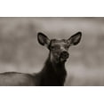thumbnail image 2 of Fitzharris, Tim 14x11 White Modern Wood Framed Museum Art Print Titled - Female elk-Colorado Sepia, 2 of 4
