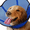 Blue, variant on Clearance!MIDOG Adjustable Polyresin Elizabethan Collar for Cats & Dogs, Gray, Small (1 Pack)