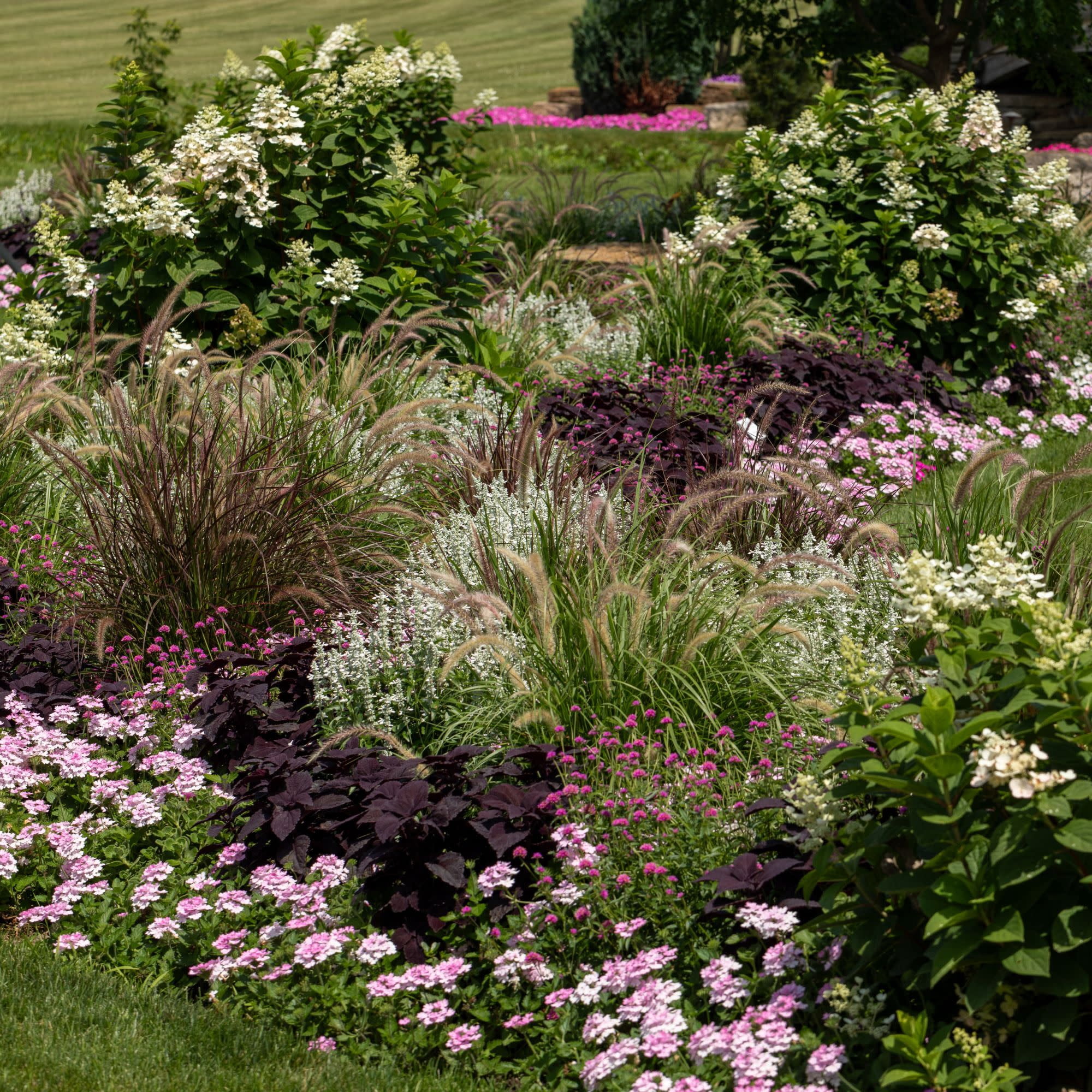 Proven Winners 4" Superbena Pink Cashmere Verbena Live Plant in 4.25" Pot (4 Count)