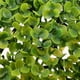 thumbnail image 5 of Plantas Artificiales en Artificial Topiario Árbol Artificial Árbol Falso Flor de Hierba Verde Fresca para Decoración Del H Verde 27cm Baoblaze Bola artificial del Topiary, 5 of 8