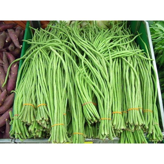Asian Long Bean Seeds for Planting (30 Seeds) - Fast Growing Variety Sweet Tender and Delicious - Ships from Iowa, USA