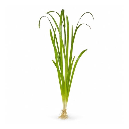 Jungle Vallisneria "Bunch" Live Aquarium Plants BUY2 GET1 FREE