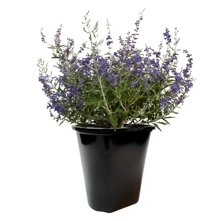 Expert Gardener Russian Sage (Perovskia) Woody Perennial Evergreen Shrubs & Live Plants, 2 qt. Pot