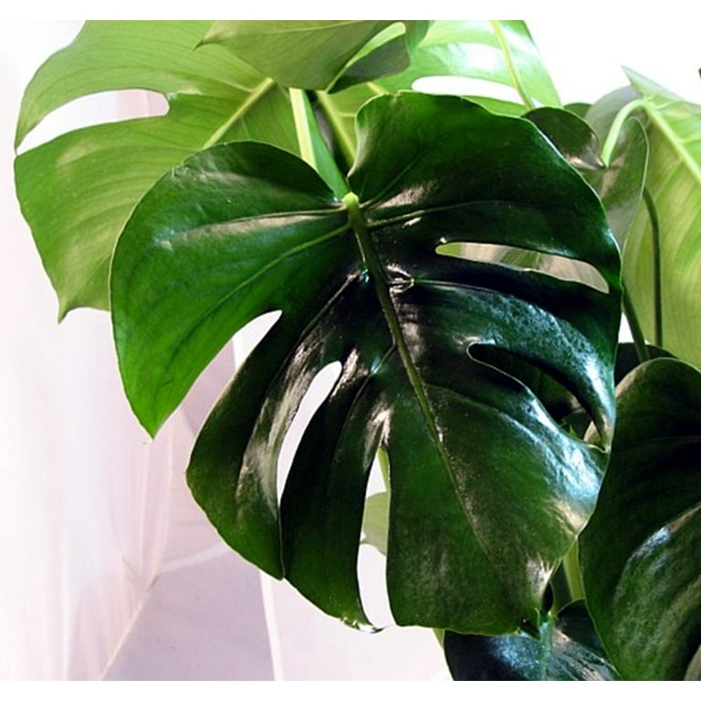 Split Leaf Philodendron 2.5 Split Leaf Philodendron 2.5