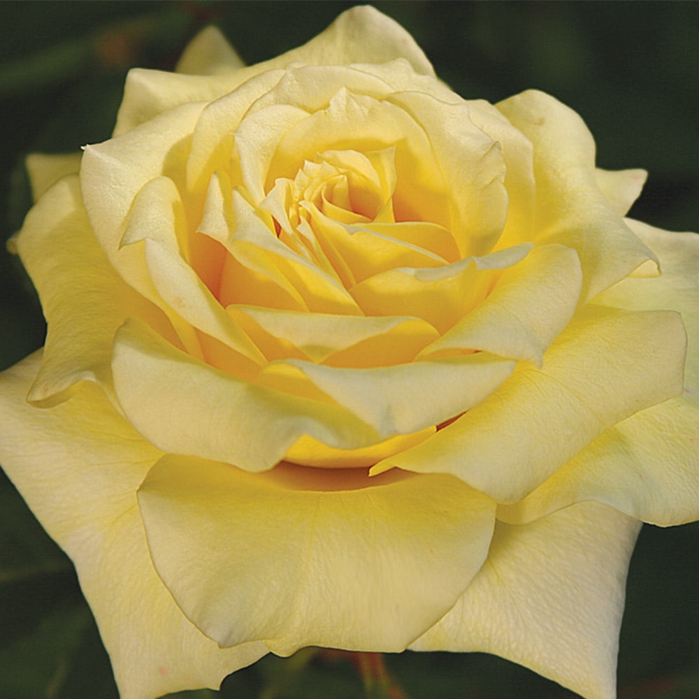 Heirloom Roses Yellow Rose Bush Limelight Hybrid Tea Rose Plants
