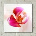 thumbnail image 4 of Epic Art 'Pink Orchid Close up 01' by Tom Quartermaine, Acrylic Glass Wall Art, 12"x12", 4 of 8