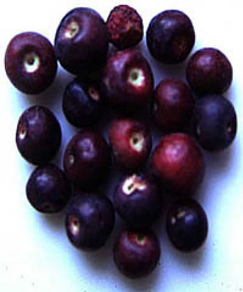 Sherbet Berry - Grewia asiatic - Phalsa - Falsa - 4" Pot - image 3 of 6