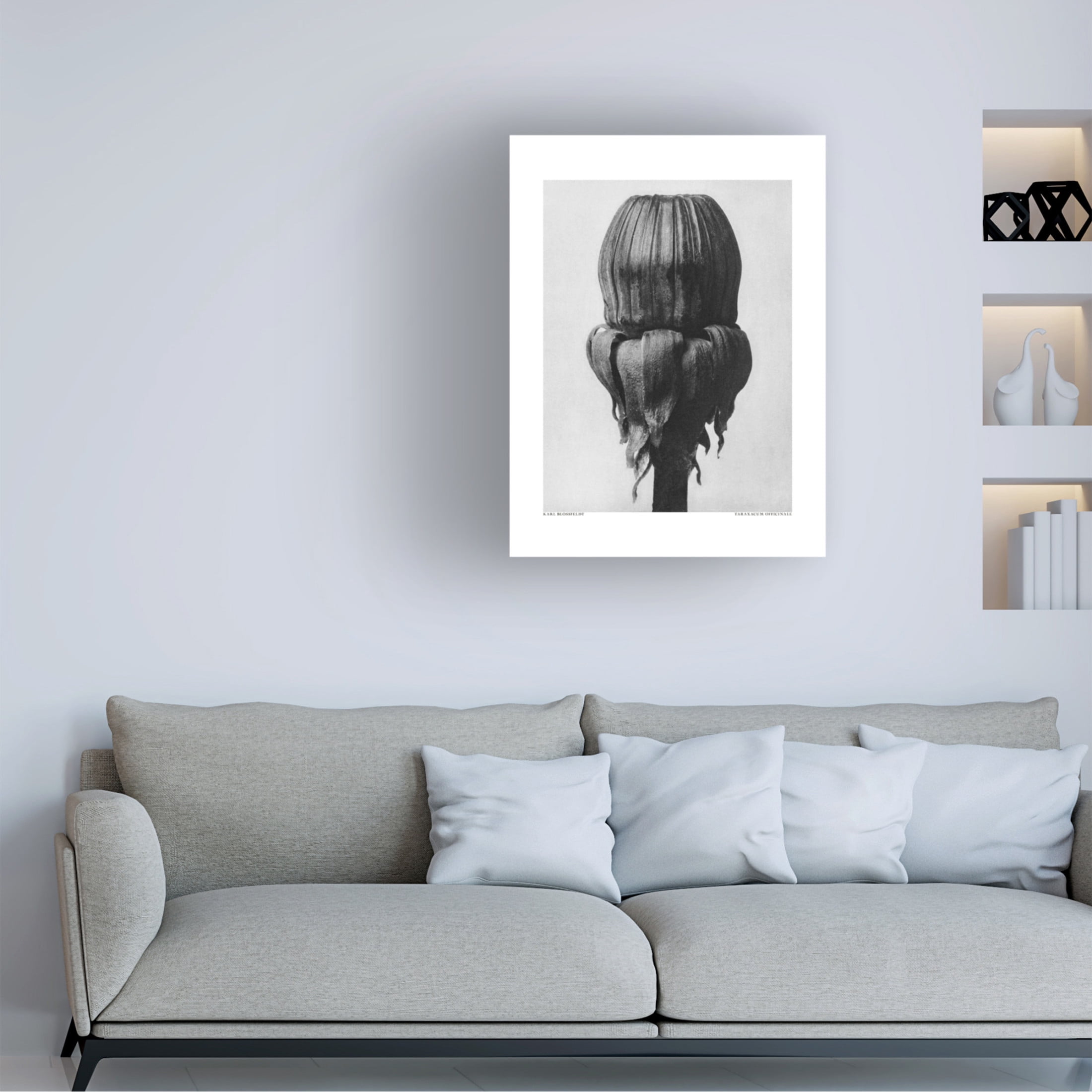 Trademark Fine Art Pictufy  Taraxacum Officinale Canvas Wall Art