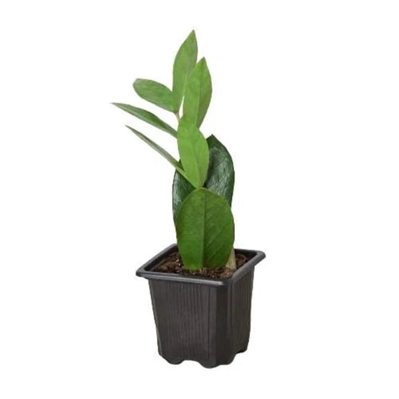 Zamioculcas Zamiifolia 'ZZ', 3" Pot, Indoor Houseplant, Easy Care, Live Plant for Indoor & Outdoor