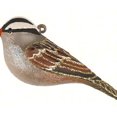 thumbnail image 1 of White Crowned Sparrow Ornament, 1 of 1