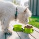 thumbnail image 1 of All For Paws Dog Bowl Collapsible Dog Bowl Portable Dog Water Bowl Water Bowls for Large Dogs Dog Water Bottle for Travel, Green - -, 1 of 4