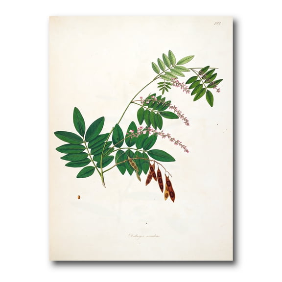 Designart ' Ancient Botanicals XI ' Farmhouse Canvas Wall Art Print