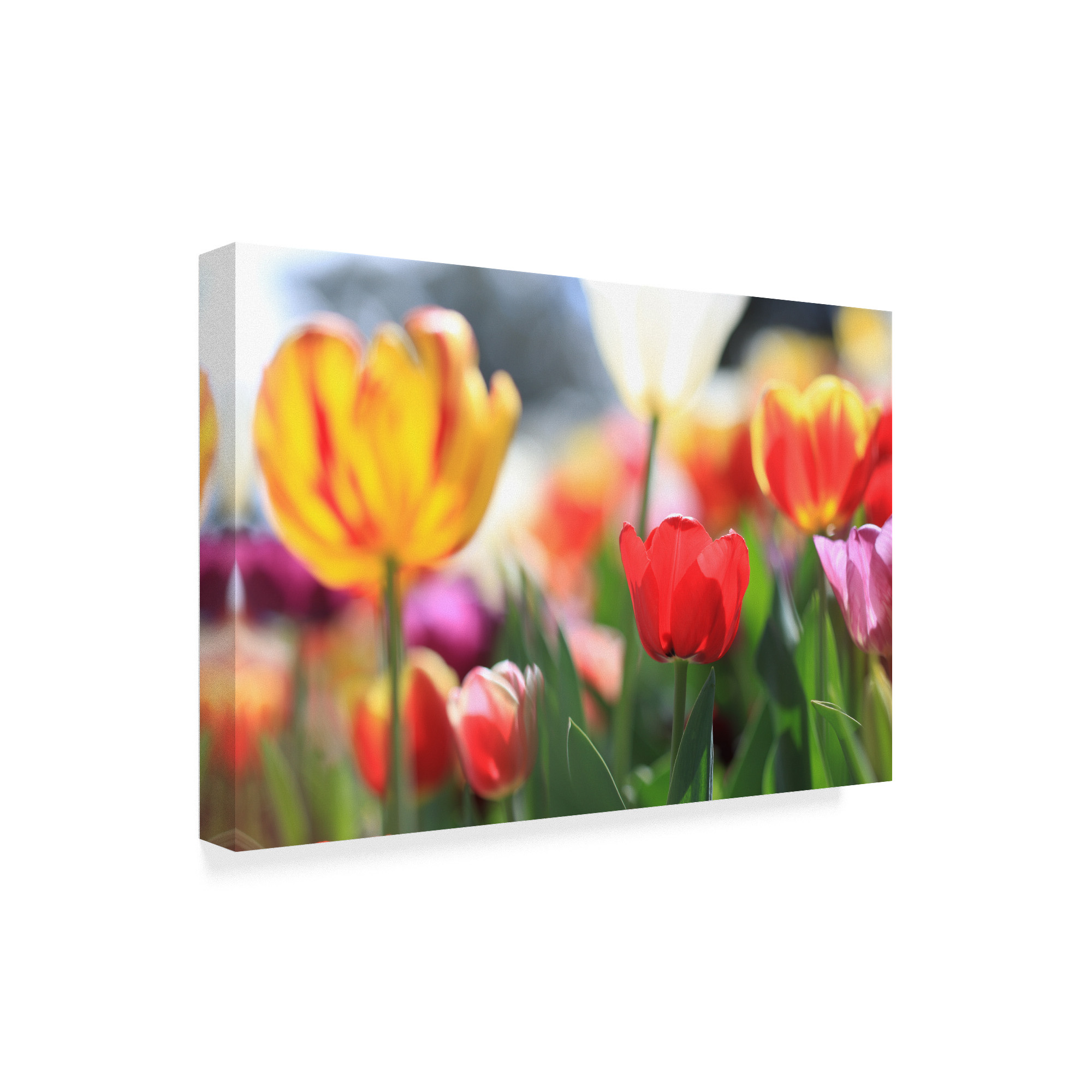 Trademark Fine Art 'Tulip Sonata' Canvas Art by Beata Czyzowska Young