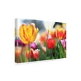 thumbnail image 2 of Trademark Fine Art 'Tulip Sonata' Canvas Art by Beata Czyzowska Young, 2 of 3