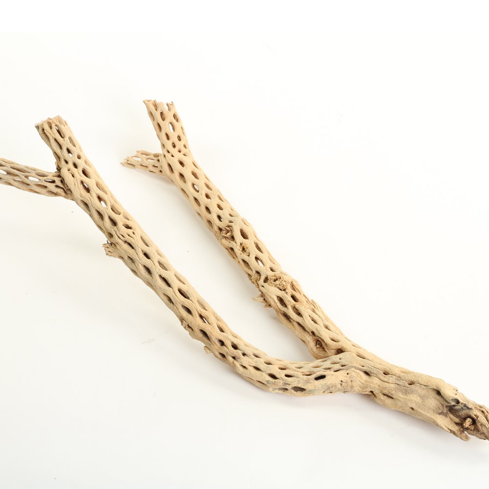 Koyal Wholesale Cholla Wood 12-Inch, Aquarium Branches, Airplants Decor, Reptile Perch, Natural Home Decoration