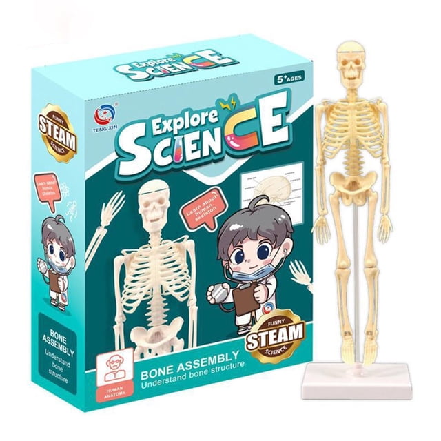 Human Body Simulation Organ Model Children‘S Toys Organ Bone Structure Cognitive Science Education Puzzle Diy Model Teaching