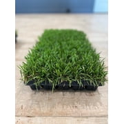 Zoysia Plugs - 100 Full Zoysia Grass Plugs
