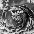 thumbnail image 2 of Great Art Now Ranunculus Abstract IV BW by Laura Marshall Canvas Wall Art, 2 of 2