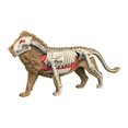 thumbnail image 4 of jiaping Animal Body Model Classroom Body Organ Parts for Study Tool Ages 8+ Children 3108, 4 of 8