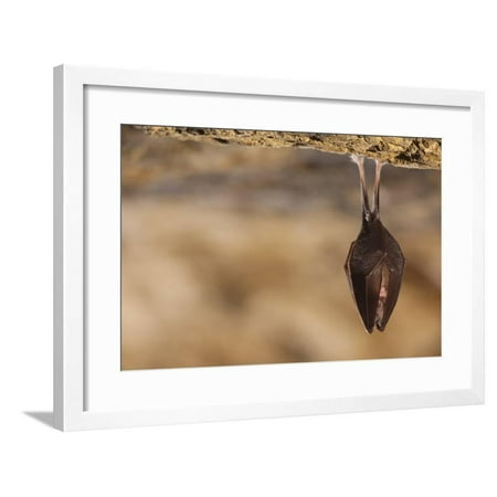 Close Up Small Sleeping Horseshoe Bat Covered By Wings Hanging