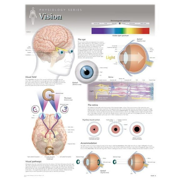 Vision Wall Chart : 8220 (Wallchart)