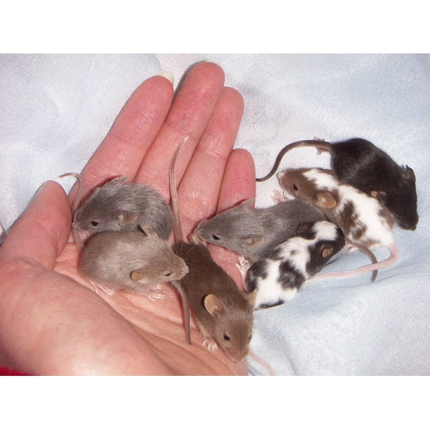 Canvas Print Man The Hand Animals Baby Litter Mouse Animal Stretched Canvas 10 X 14 Walmart Com Walmart Com