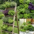 thumbnail image 3 of Set 4 Fresh Herb Plants, Fragrant Culinary Herb Collection 3-6 Inch Kitchen and Garden, Assorted Varieties, Bare Root, 3 of 6