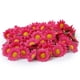 thumbnail image 1 of 100X Seda Cabezas De Flores Artificial Margarita Gerbera Para DIY Boda Rosa Roja Sunnimix Gerbera artificial flores de seda de las cabezas, 1 of 2