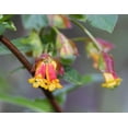 thumbnail image 2 of Seedville 25 Twinberry Honeysuckle Seeds, Native Endangered Shrub, Hummingbird Attracting, 2 of 11