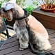 thumbnail image 3 of Collar para perro con hilo fino azul, 3 of 5