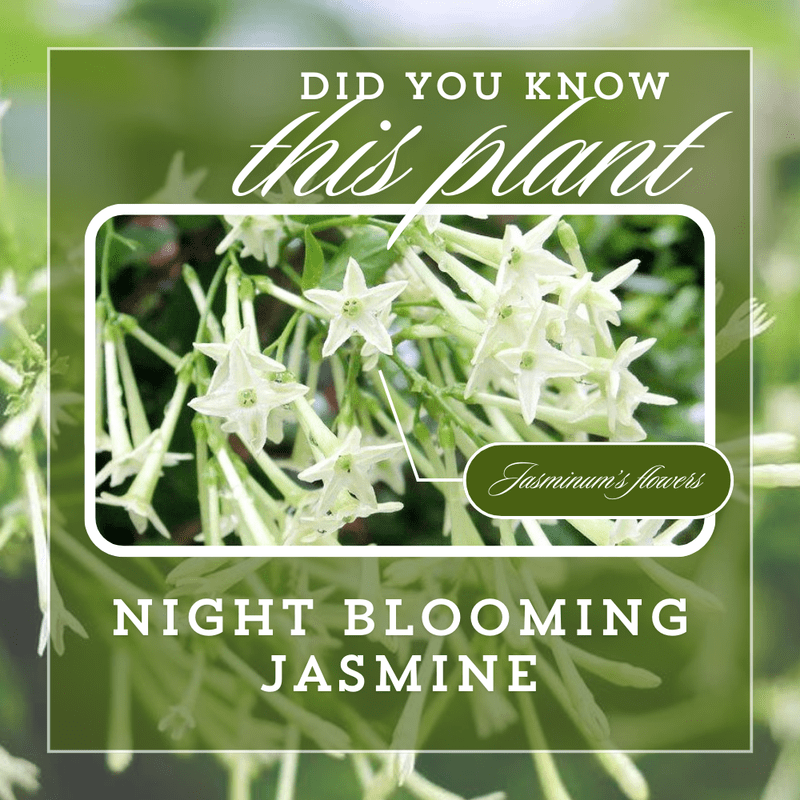 Night Blooming Jasmine Plant Live, Climbing Jasmine Flower Plant, White and Fragrant Flowers for Indoor Outdoor Gardening, 4 to 7 Inches Tall