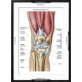 thumbnail image 5 of Art.com Anatomy of Human Knee Joint Art Print, Black Frame Wall Art, 21" x 29", 5 of 5