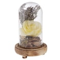 thumbnail image 1 of Exhibición Cloche Flor Inmortal Preservación Amarilla Amarillo, 1 of 8