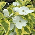 thumbnail image 4 of Expert Gardener 4-5' Dogwood Summer Fun in 1 gal. Grower Pot, 4 of 6