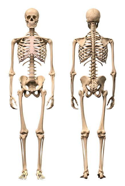 Anatomy of male human skeleton front view and back view Poster Print by