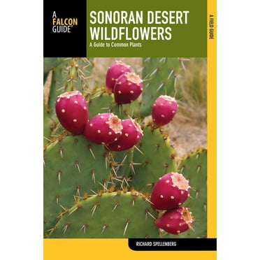 Wildflower Sonoran Desert Wildflowers: A Guide To Common Plants, (Paperback)