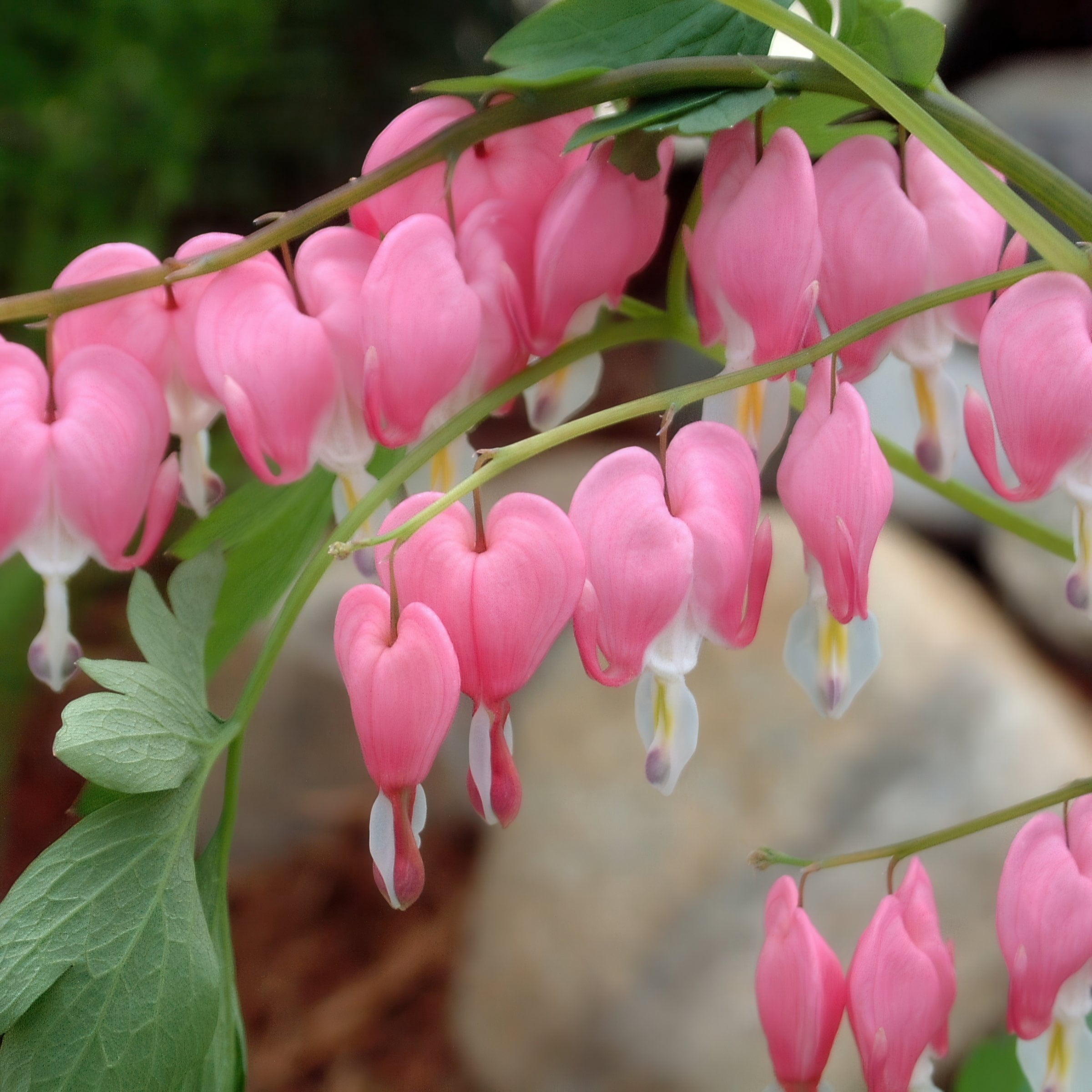 Bareroot Dicentra Dwarf Bleeding Hearts Live Perennial Plant with Pink Flowers (4-Pack)