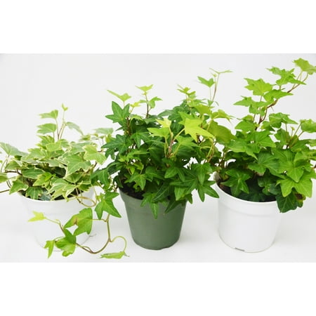 3 Different English Ivy Plants - 4