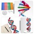 thumbnail image 2 of SHISUYAN Dna Model 1 Set 33x4.6in For Physical Therapy And Demonstration, 2 of 8