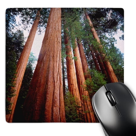 3dRose  USA  California  Sierra Nevada. Sequoia Redwood trees in the Sierra.  MousePad price history on PriceWatchPro
