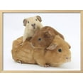 thumbnail image 2 of Mother Guinea Pig with Two Babies Riding on Her Back, Animals Figurative Framed Art Print Wall Art by Mark Taylor Sold by Art.Com, 2 of 5