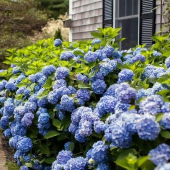 Big Daddy Hydrangea - 3 Gallon Pot, Live Deciduous Shrub, Part Sun, Outdoor