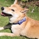 thumbnail image 3 of 2 paquetes/juego de collares para perros, pajaritas y campanas, collares de pajarita para perros lindos ajustables para MFZFUKR CPB-US-YY61-3, 3 of 5