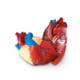 thumbnail image 1 of Modelo de recursos de aprendizaje transversales sobre el corazón humano, 1 of 2