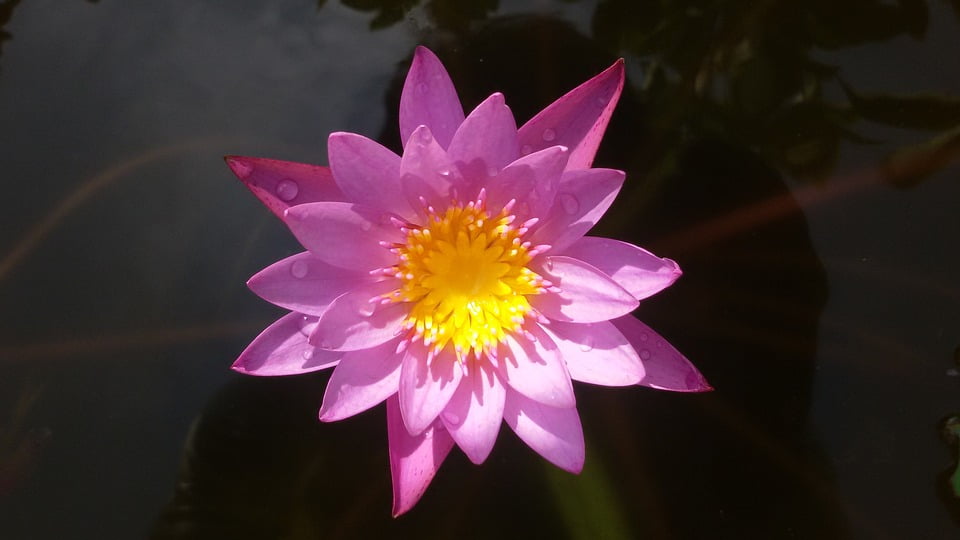 Risty Pageflower