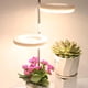 thumbnail image 4 of Lámparas LED de crecimiento Cola IP43 para plantas, 4 of 8