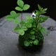 thumbnail image 5 of Bola de plantación de interior / exterior 18 cm Gloria Moss Ball Flower Pot, 5 of 9